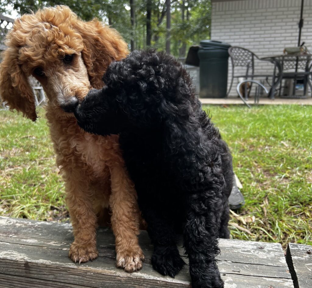 Texas Standard Poodles