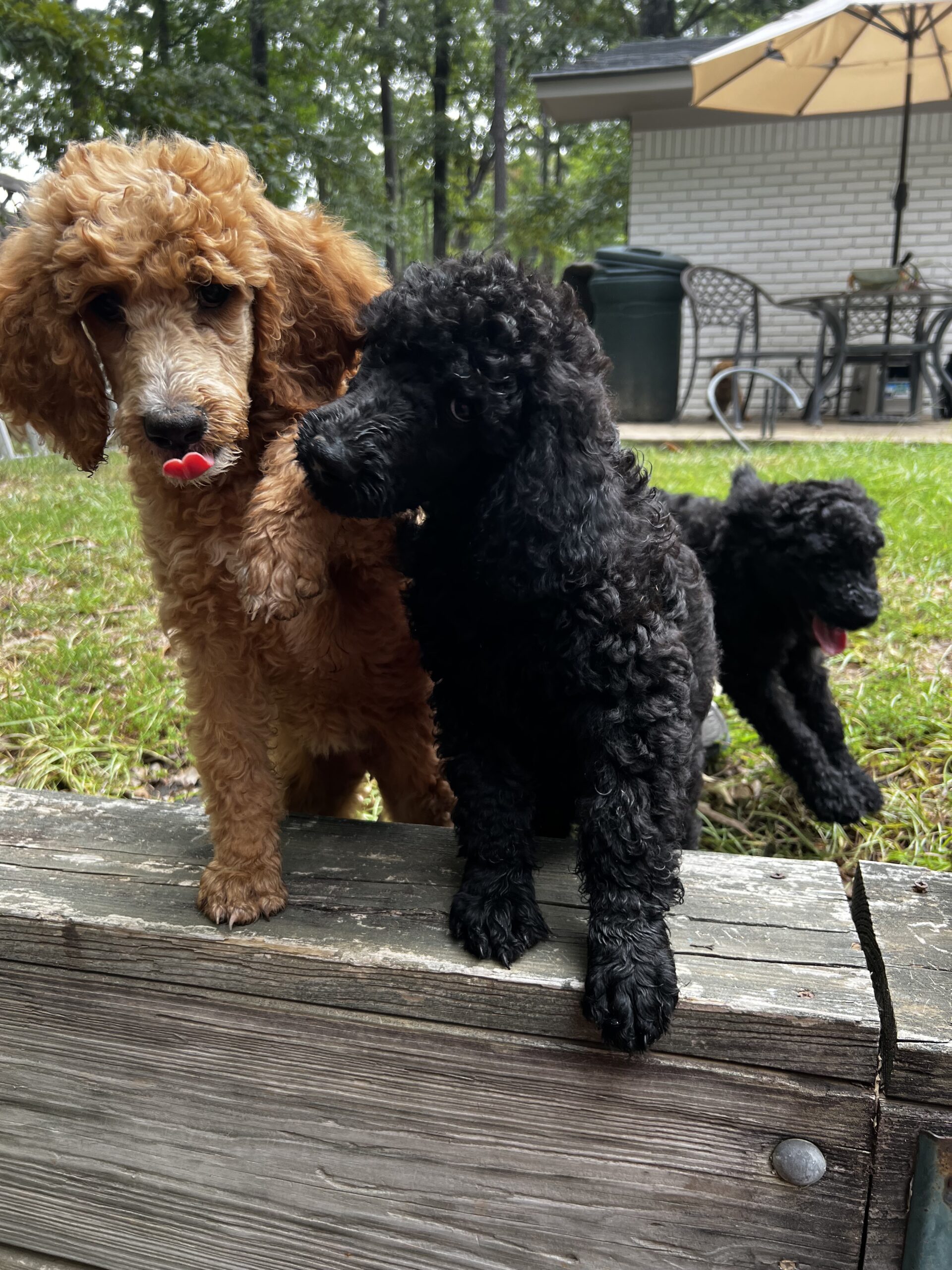 Texas Standard Poodles, Wilson Family Poodles