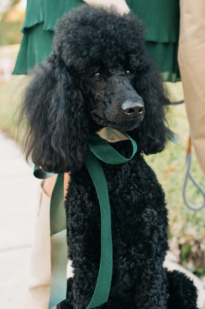 Wilson Family Poodles, Texas Standard Poodles