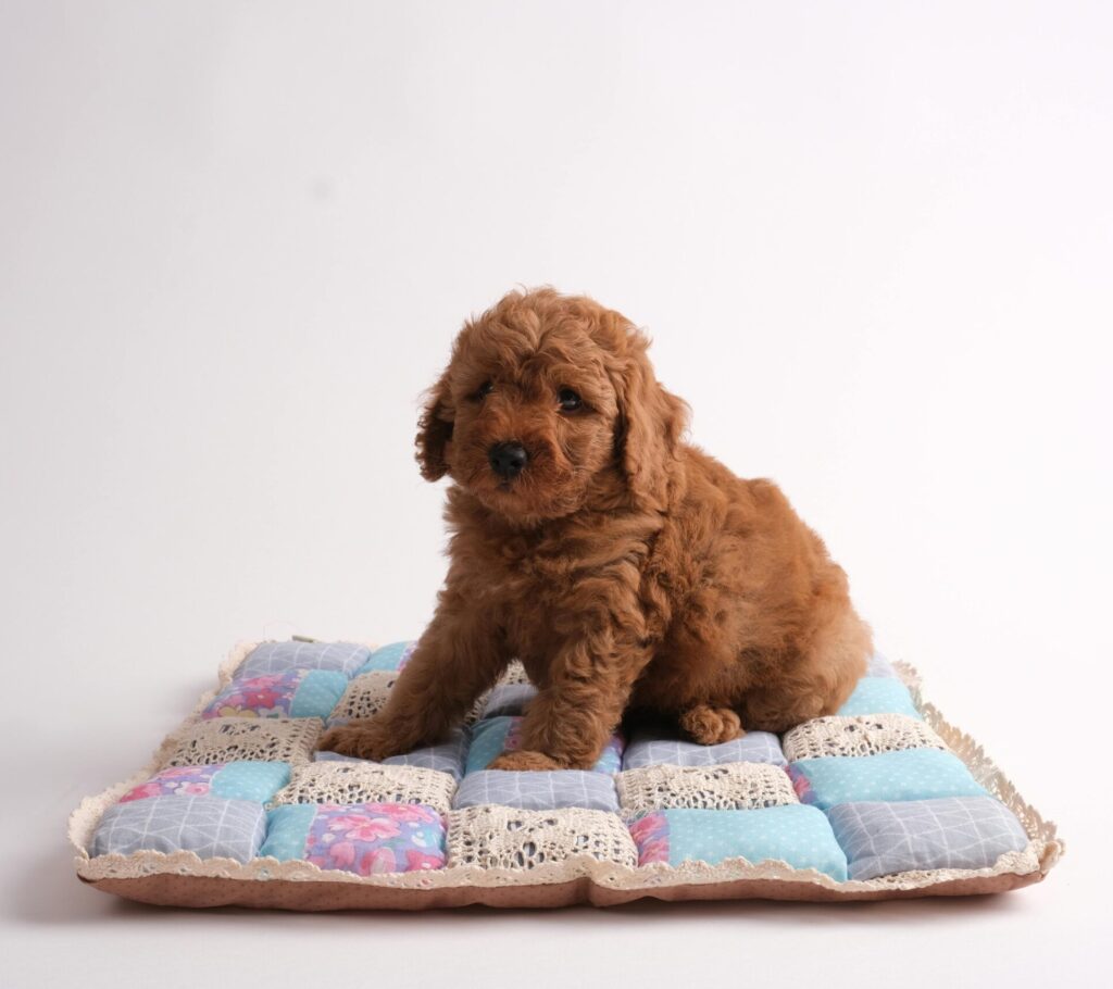 Cute brown poodle puppy sitting on a colorful patchwork blanket with white background.